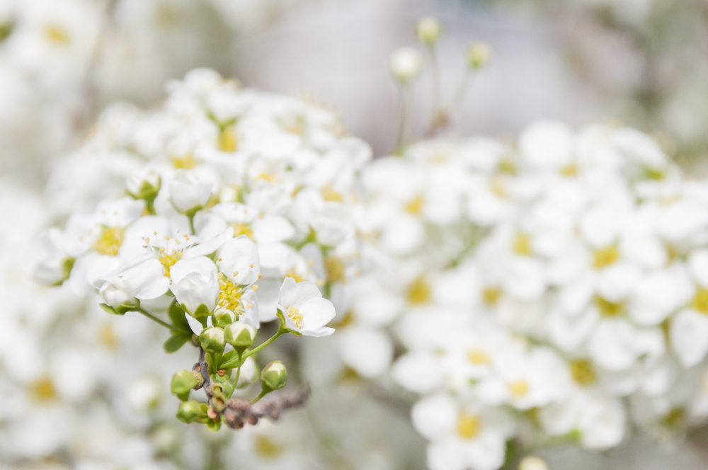 weisser Frühling