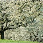 Weisser Frühling