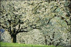 Weisser Frühling