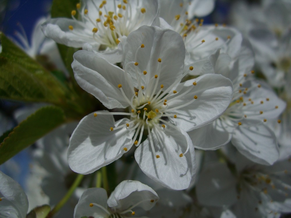 Weißer Frühlingsbote