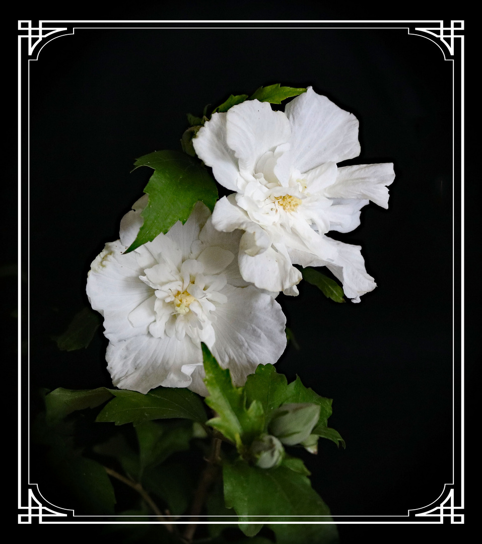 Weißer gefüllter Hibiskus