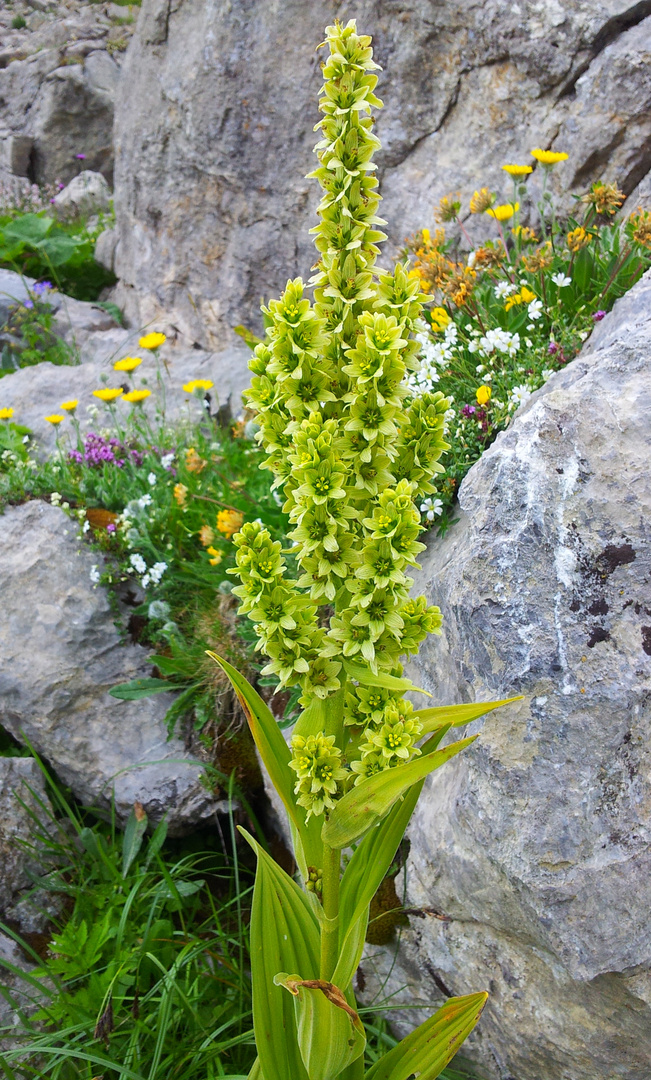 Weisser Germer (Giftige Bergblume)