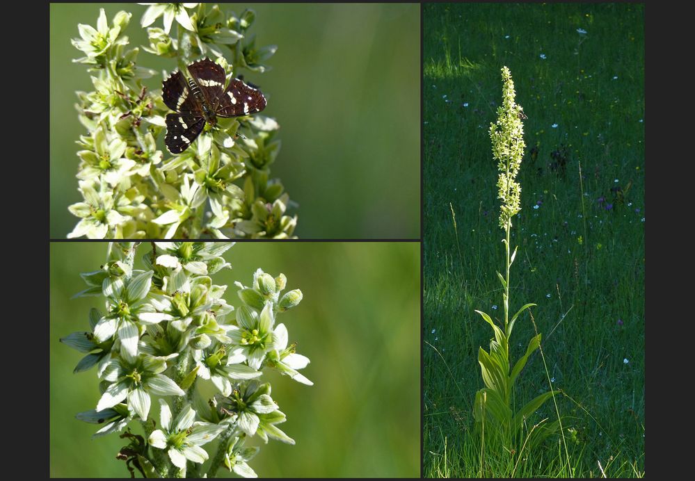 Weisser Germer mit Landkärtchen