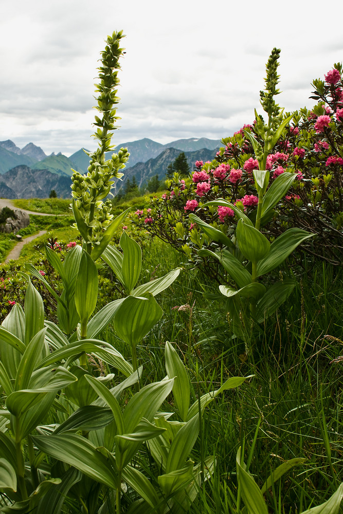 Weißer Germer und Alpenrosen am Fellhorn