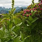 Weißer Germer und Alpenrosen am Fellhorn