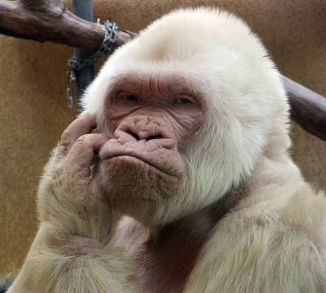 Weisser Gorilla, Zoo Barcelona