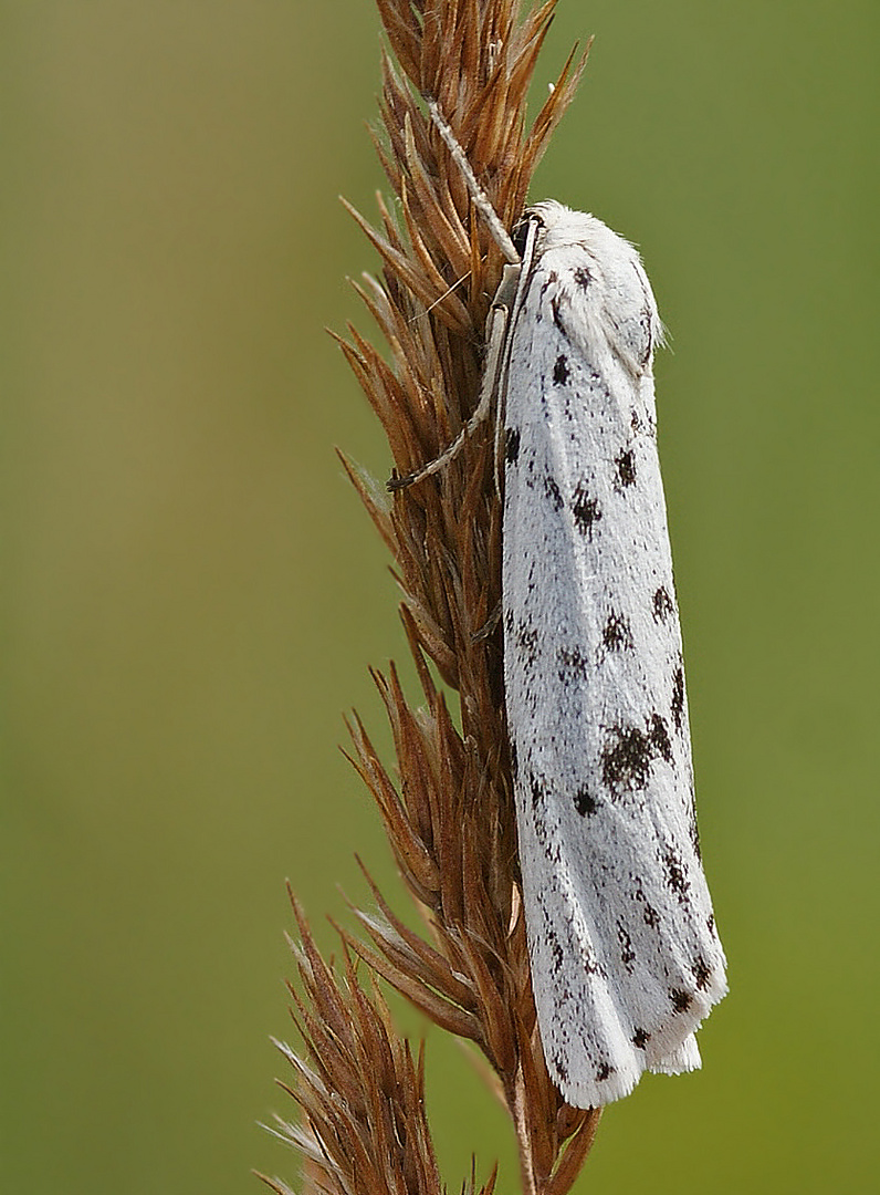 Weißer Grasbär (Coscinia cribraria)