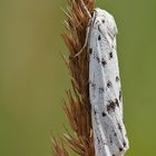 Weißer Grasbär (Coscinia cribraria)