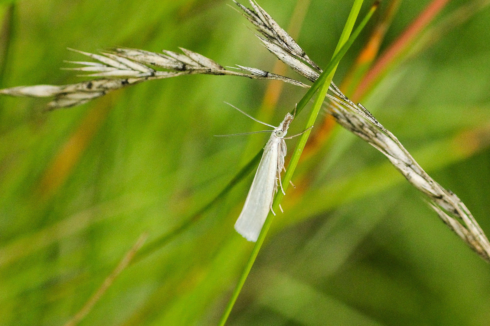 weißer Graszünsler (Crambus perlella)