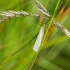 weißer Graszünsler (Crambus perlella)