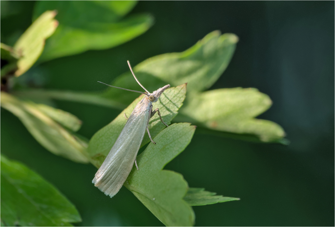 Weißer Graszünsler (Crambus perlella)