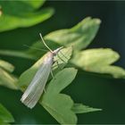 Weißer Graszünsler (Crambus perlella)