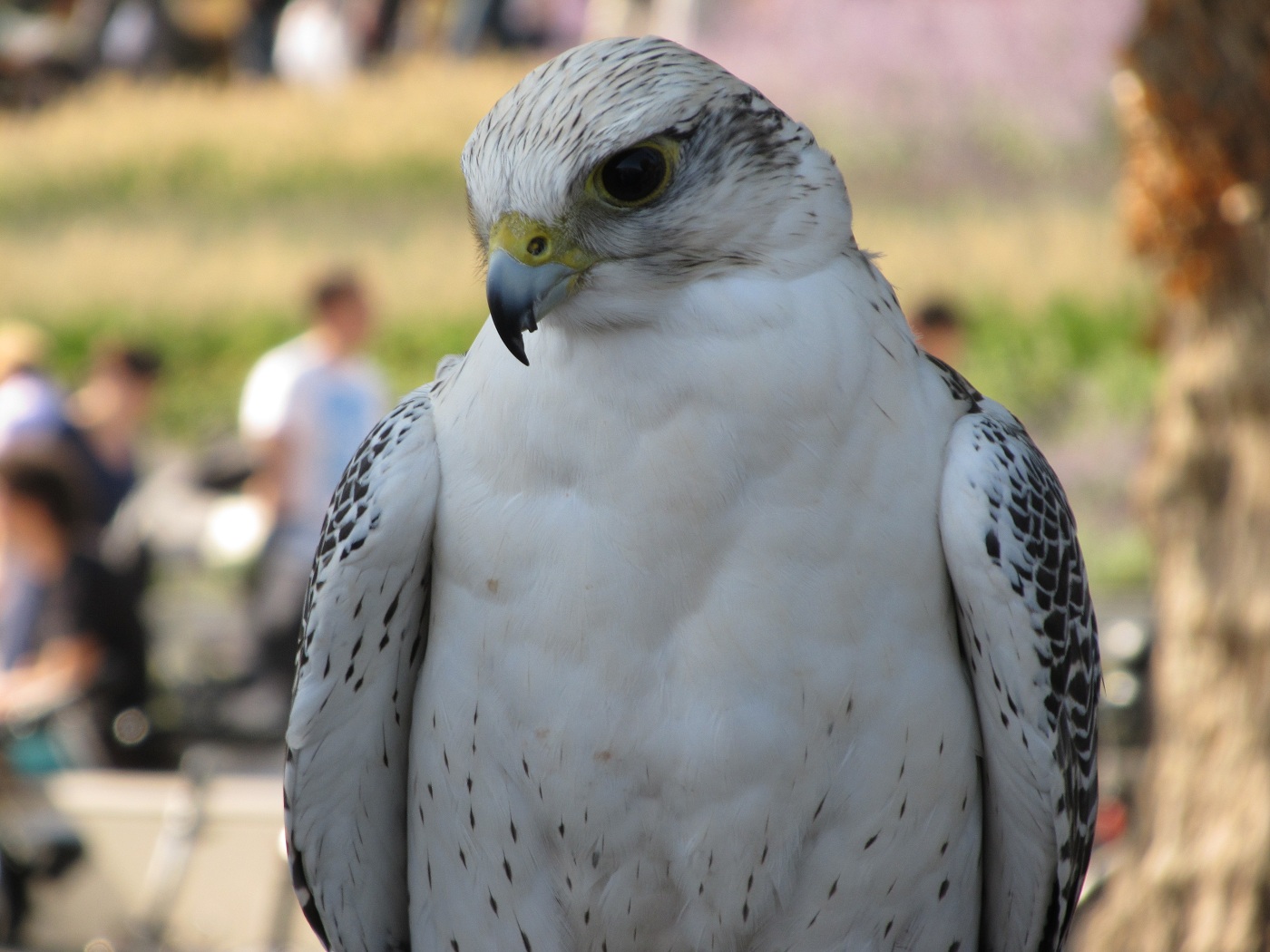 Weisser Greifvogel