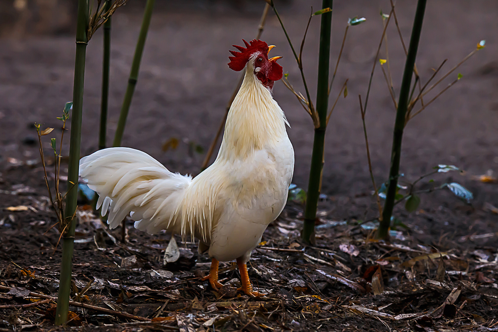 weißer Hahn Foto &amp; Bild | tiere, haustiere, nutztiere Bilder auf ...