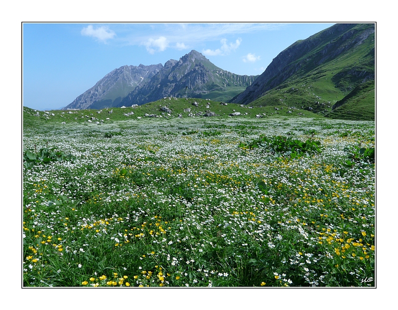 weißer Hahnenfuß