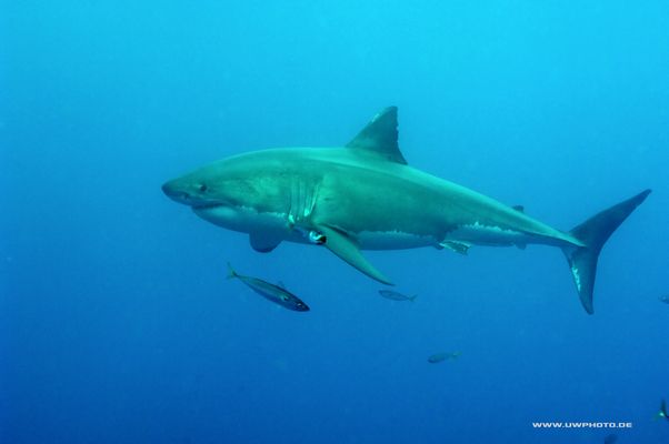 weisser Hai