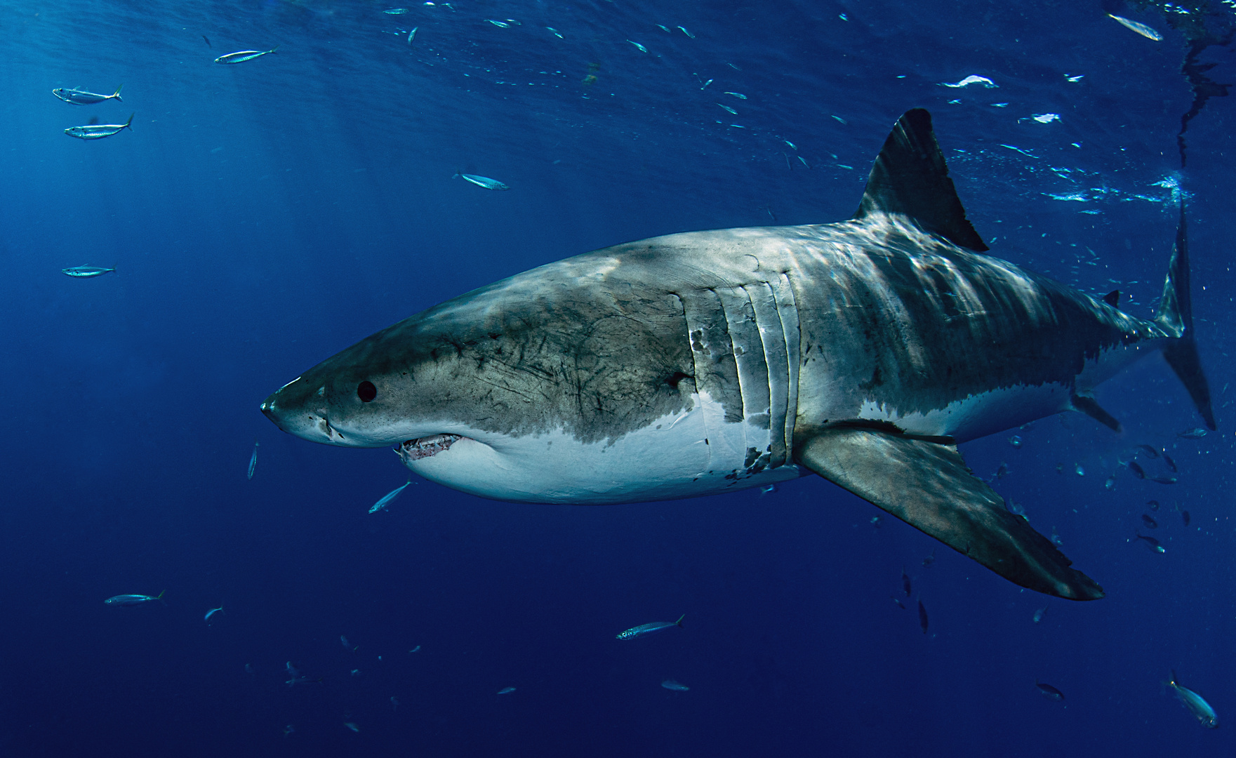 Weisser Rand Um Bilder App