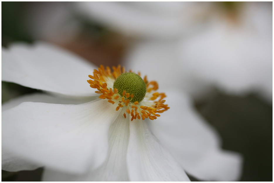 WEISSER HERBST