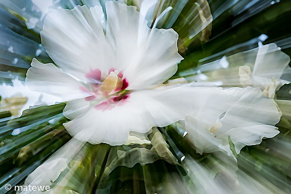 weißer Hibiscus