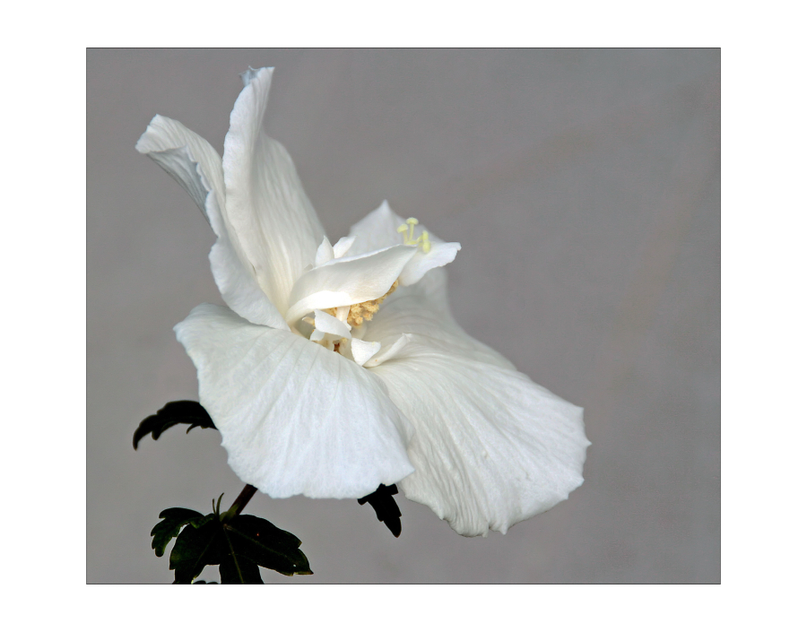 weißer Hibiskus