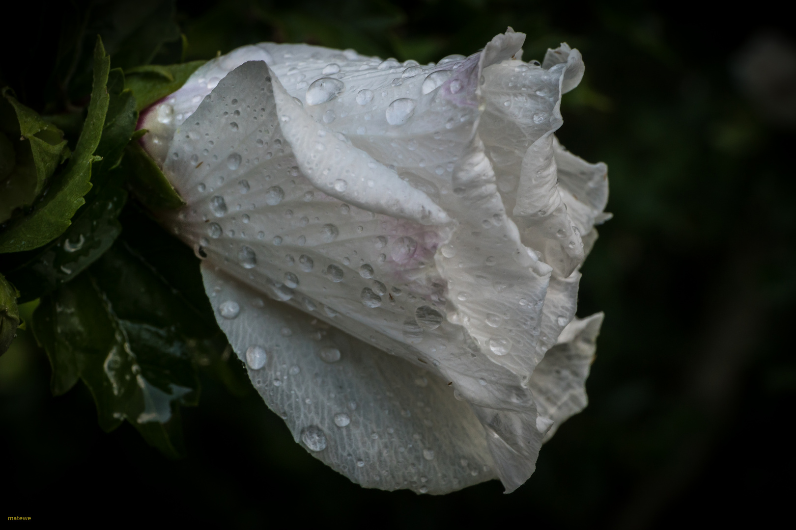 Weißer Hibiskus