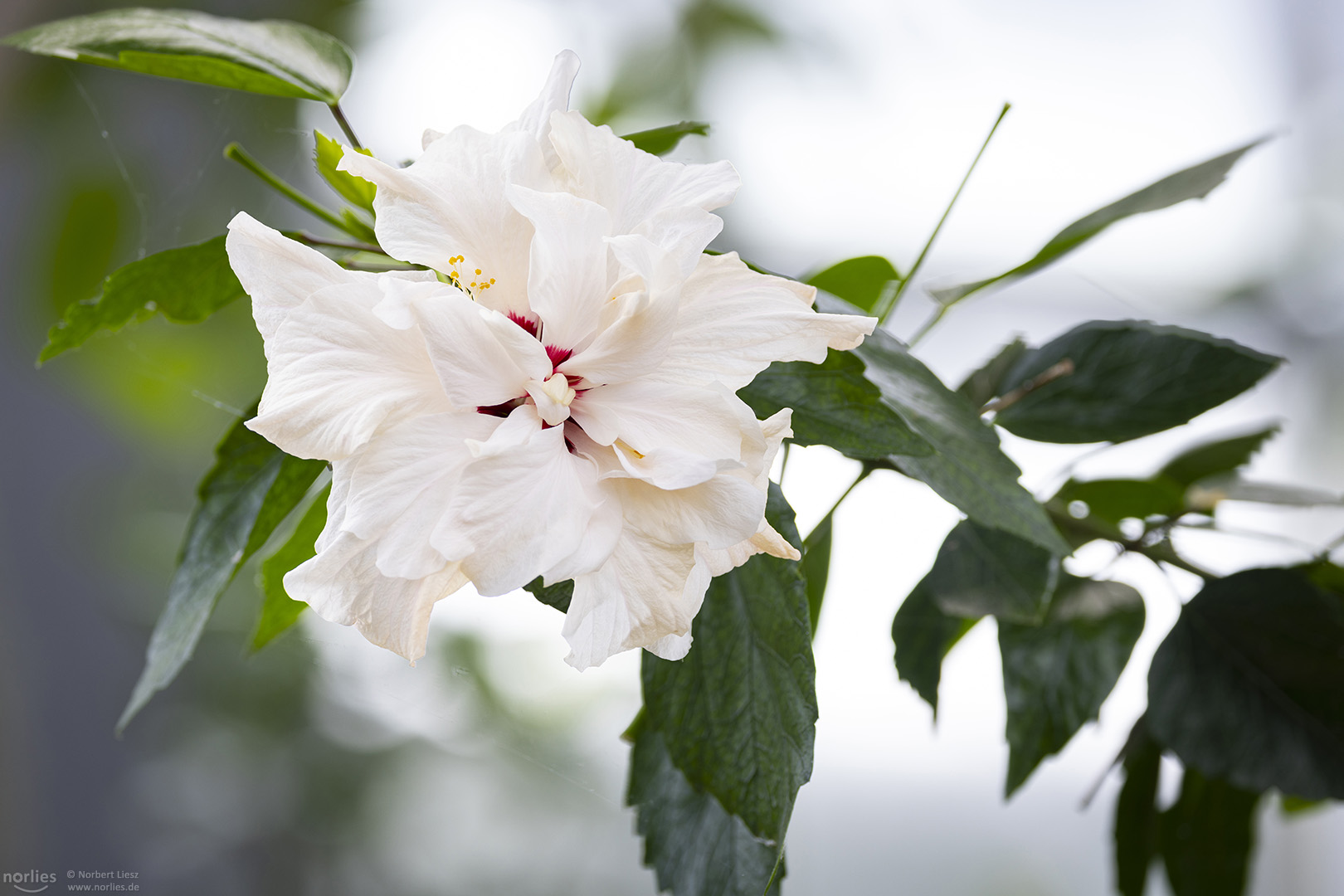 Weißer Hibiskus Foto & Bild pflanzen, pilze & flechten, blüten