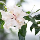 Weißer Hibiskus