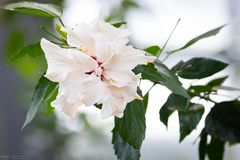 Weißer Hibiskus