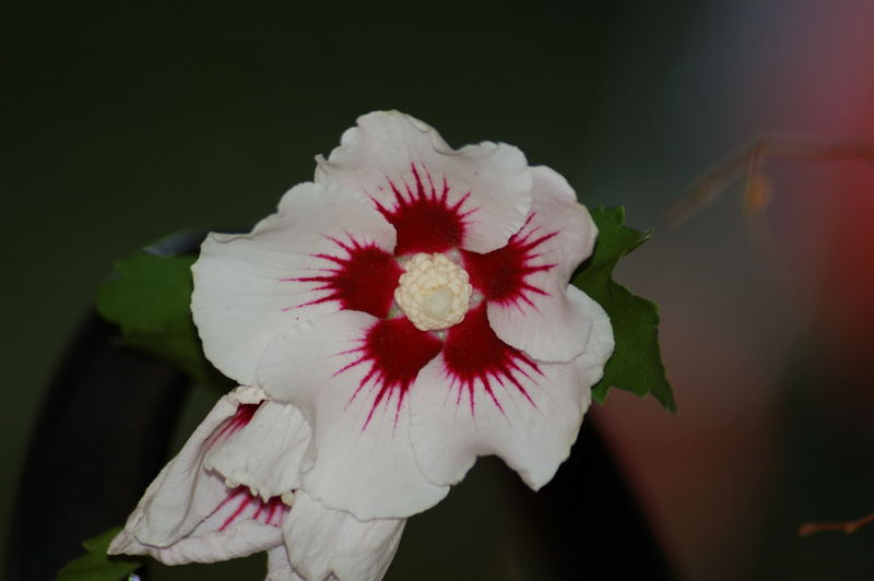 Weißer Hibiskus