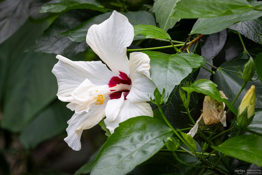 Weißer Hibiskus