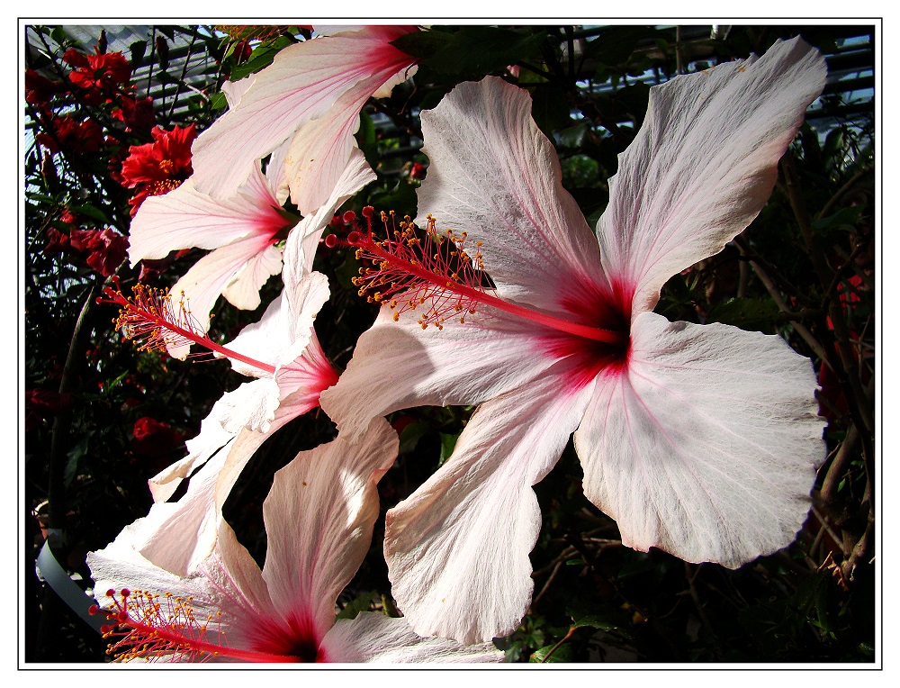 Weißer Hibiskus