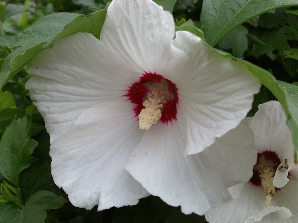 weißer Hibiskus (?)