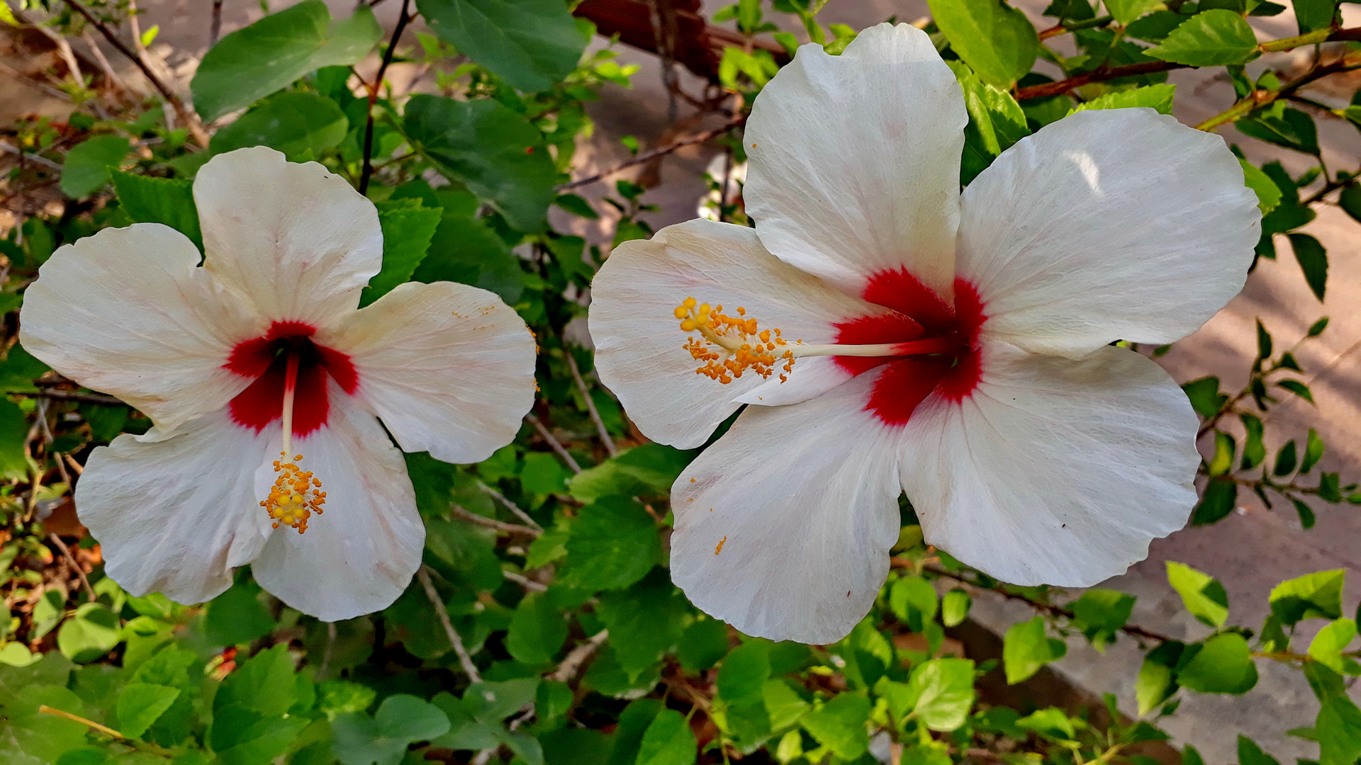 Weisser Hibiskus