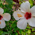 Weisser Hibiskus