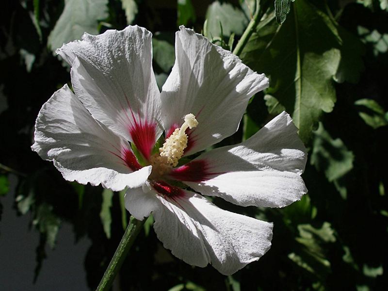 Weisser Hibiskus am Wegrand