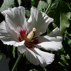 Weisser Hibiskus am Wegrand