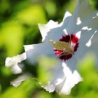 Weisser Hibiskus  