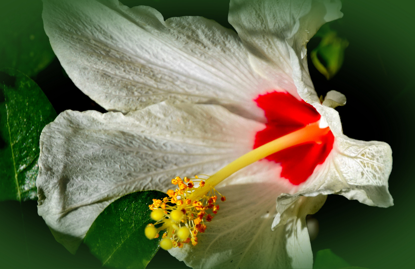 Weißer Hibiskus