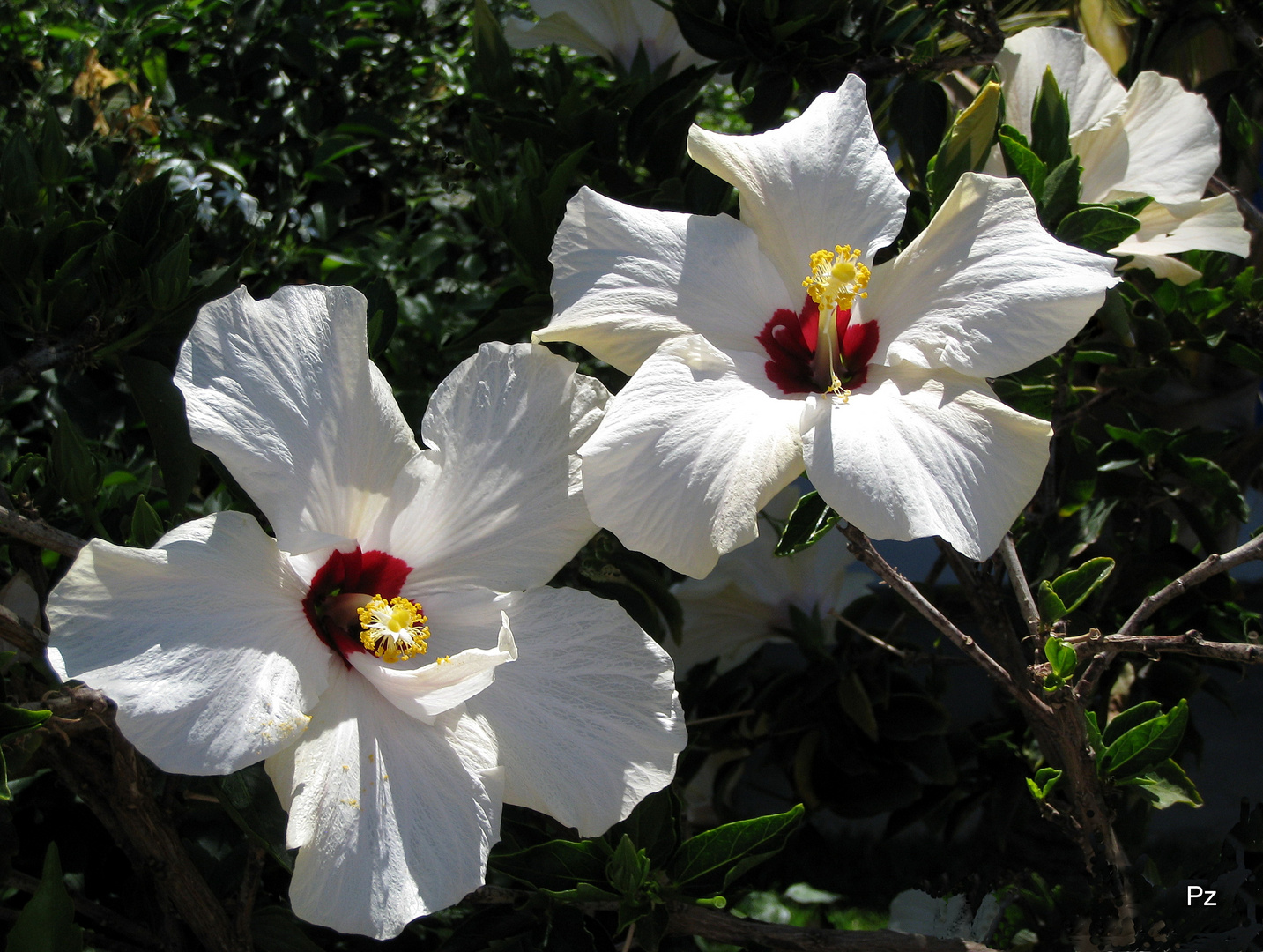 Weißer Hibiskus ...