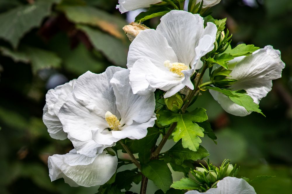 weißer Hibiskus Foto & Bild pflanzen, pilze & flechten, sträucher