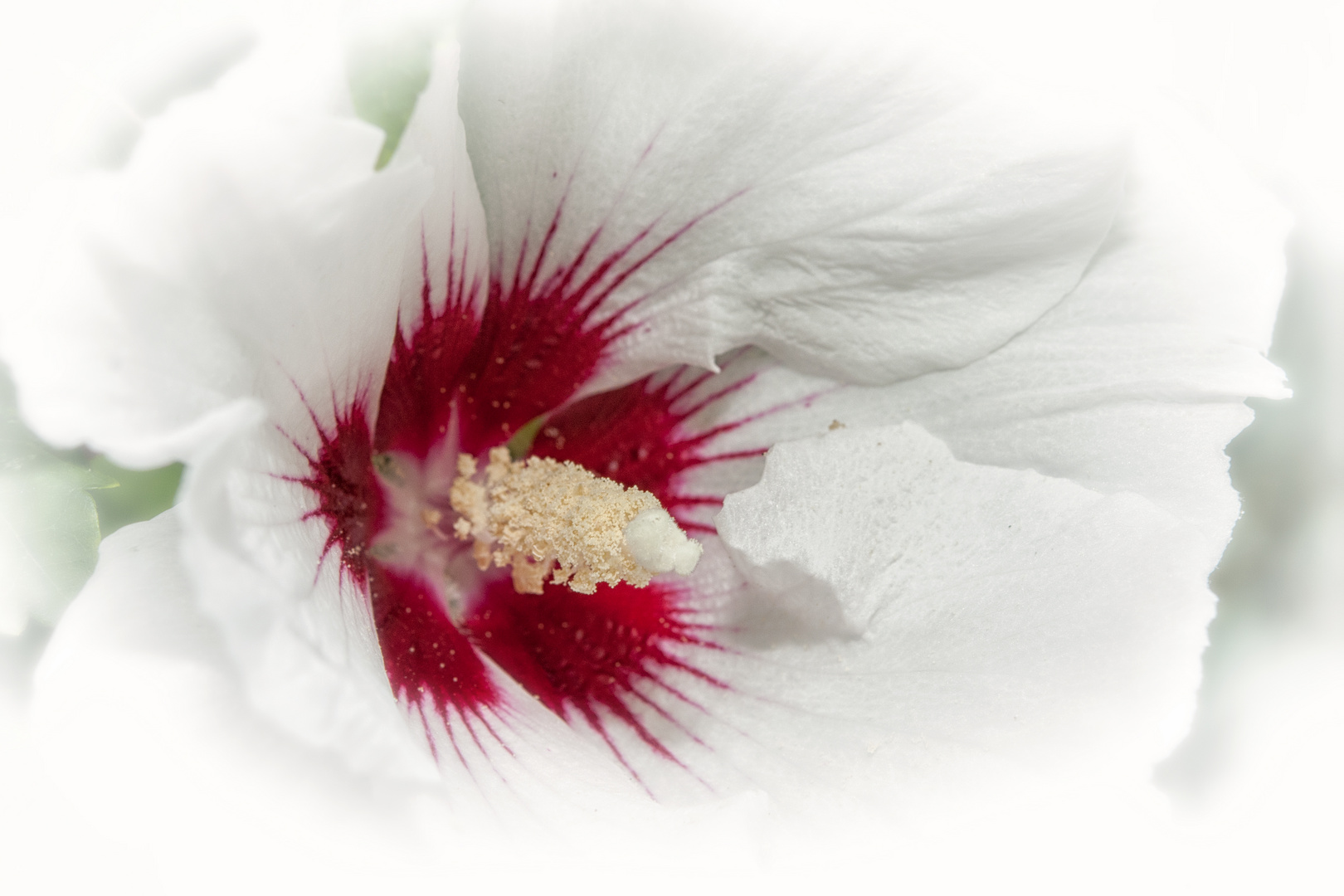 weißer hibiskus Foto & Bild natur, pflanzen, blüten & kleinpflanzen
