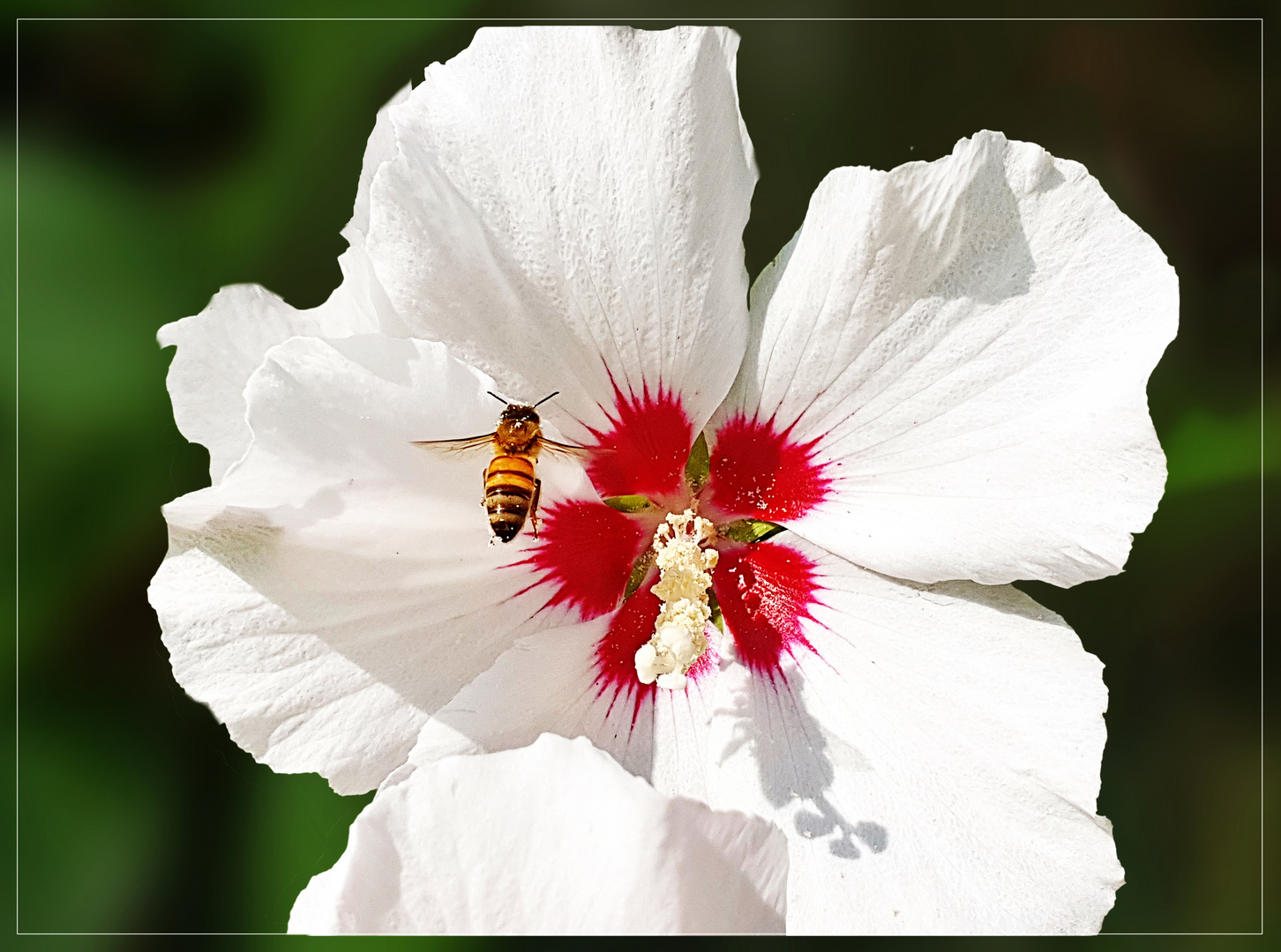 weißer Hibiskus mit Schwebefliege 