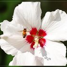 weißer Hibiskus mit Schwebefliege 