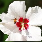 weißer Hibiskus mit Schwebefliege 