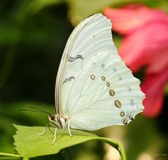 weißer Himmelsfalter  (White Morpho)