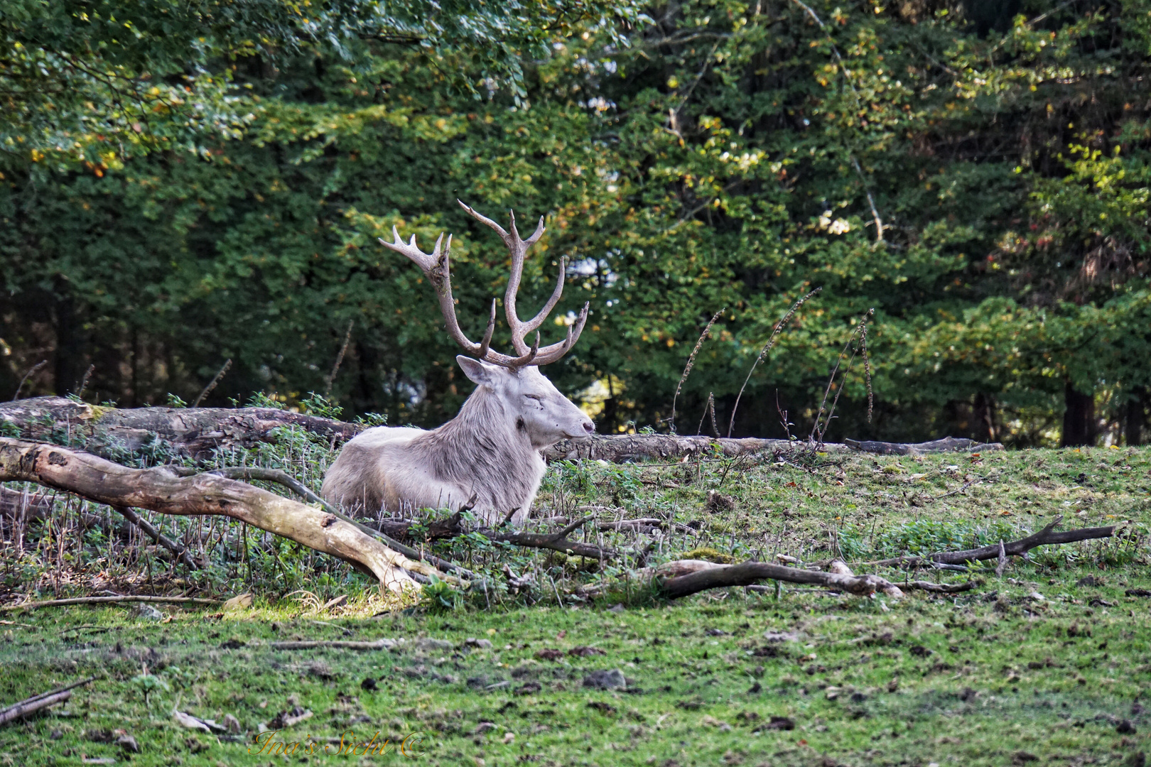 weißer Hirsch