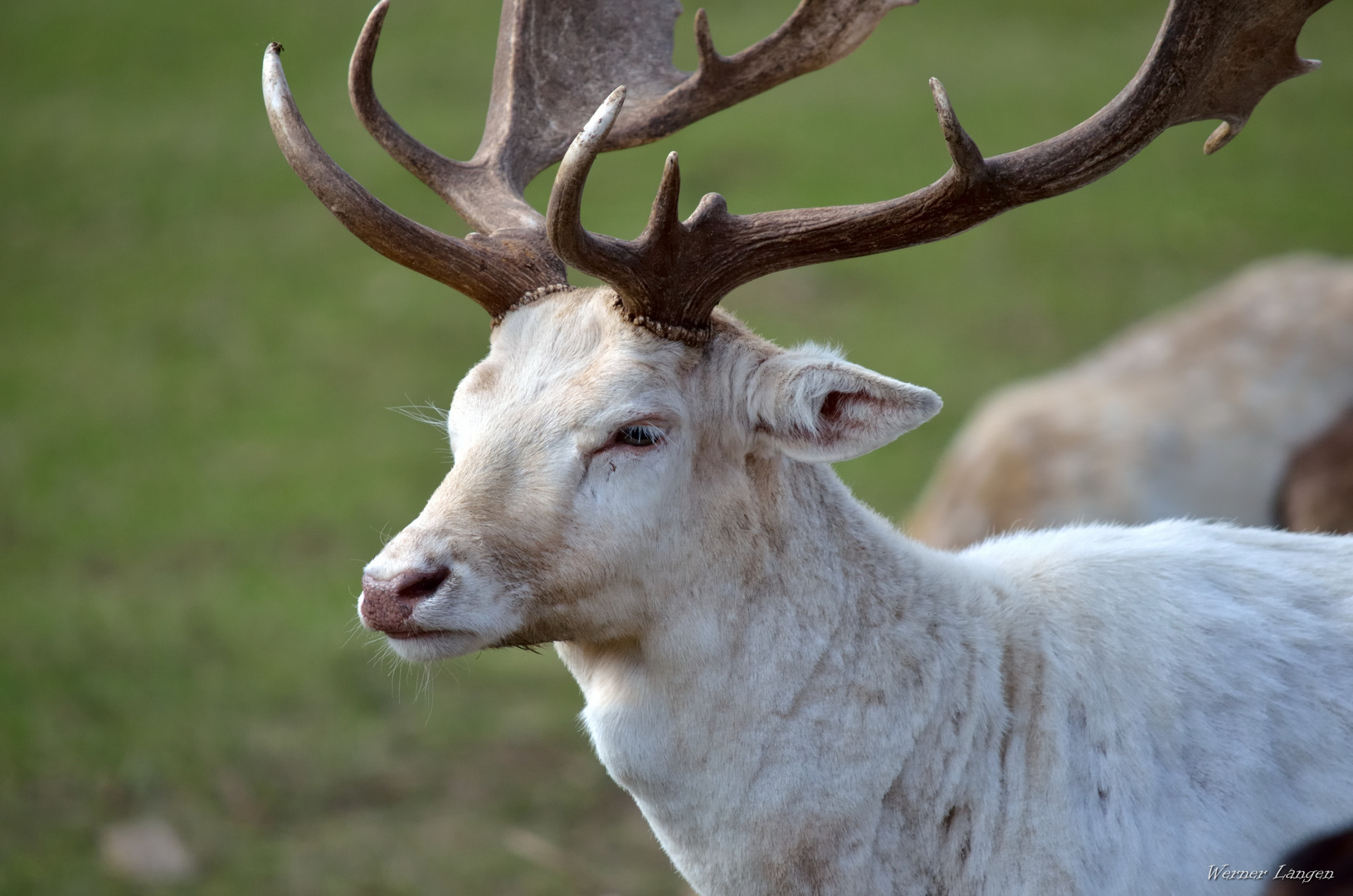 Weisser Hirsch