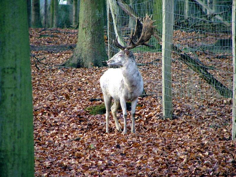 Weißer Hirsch