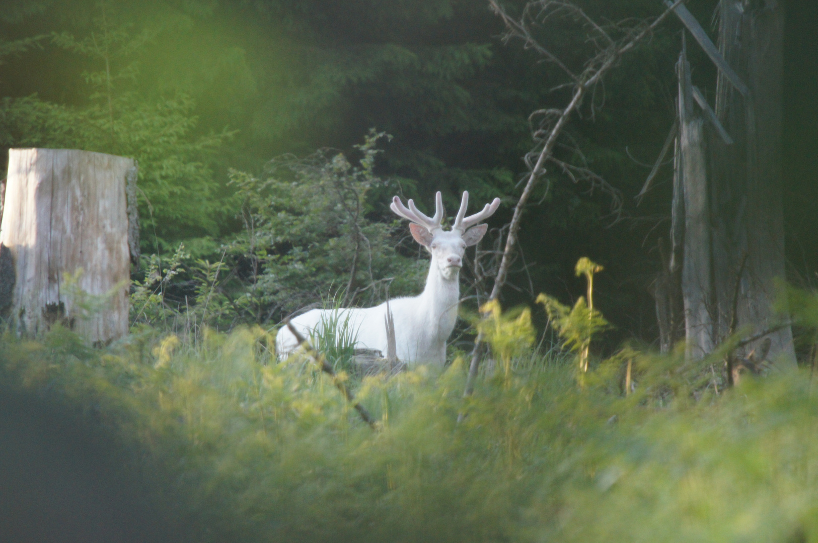 Weißer Hirsch an der Sababurg im Mai