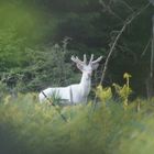 Weißer Hirsch an der Sababurg im Mai